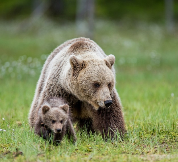 Oso con un cachorro en un claro entre las flores blancas del bosque