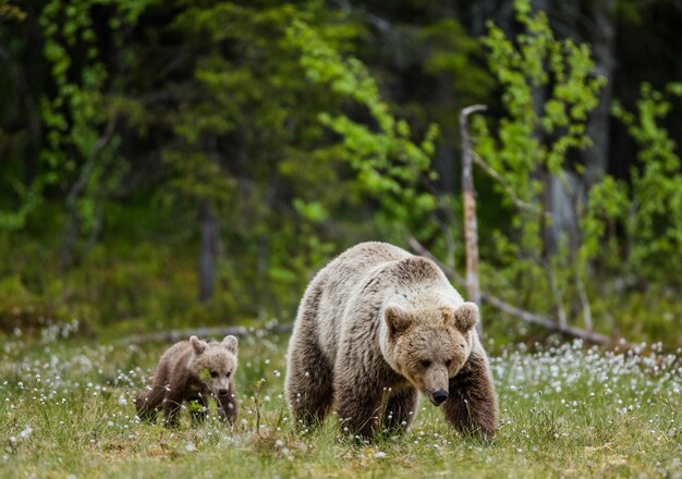 Oso con un cachorro en un claro entre las flores blancas del bosque