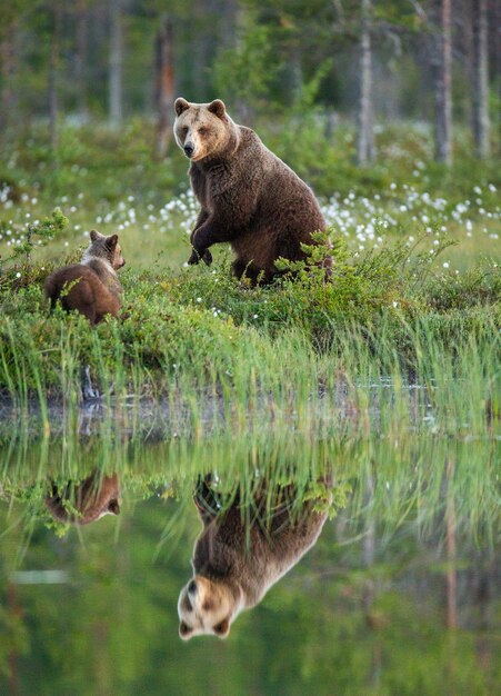 Foto oso con un cachorro de oso camina por el borde de un lago del bosque con un reflejo impresionante