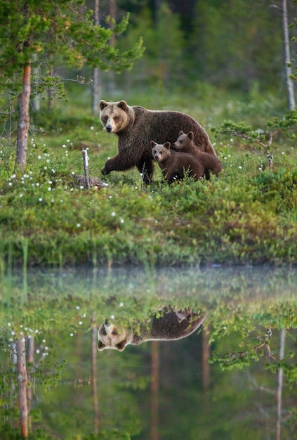 Oso con un cachorro de oso camina por el borde de un lago del bosque con un reflejo impresionante