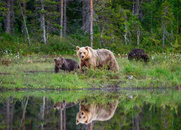 Oso con un cachorro de oso camina por el borde de un lago del bosque con un reflejo impresionante