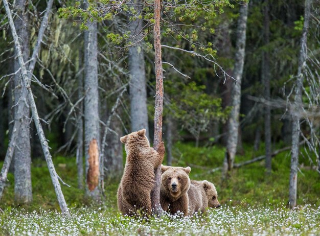 Oso con cachorros en el bosque