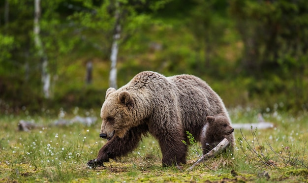 Oso con cachorros en el bosque