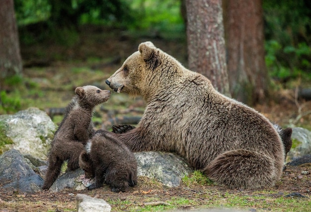 Oso con cachorros en el bosque