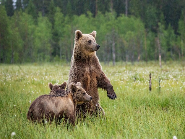 Oso con cachorros en un claro del bosque