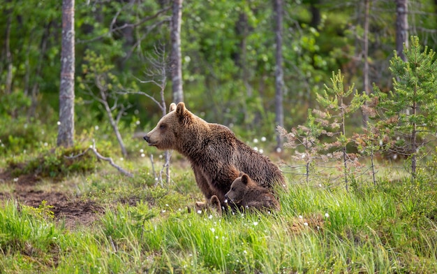 Oso con cachorros en la orilla de un lago del bosque