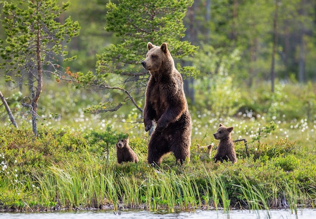 Oso con cachorros en la orilla de un lago del bosque