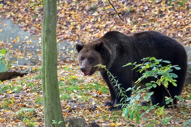 Foto oso café