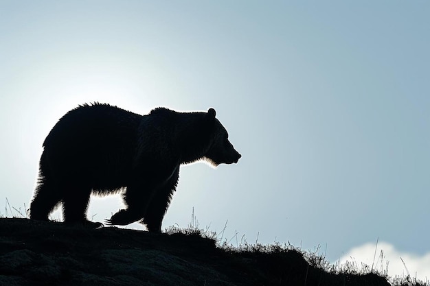 Foto un oso caminando por una colina con el sol en el fondo