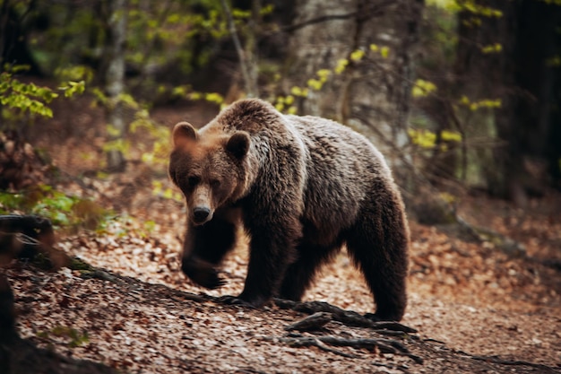 Un oso caminando por la tierra en el bosque.