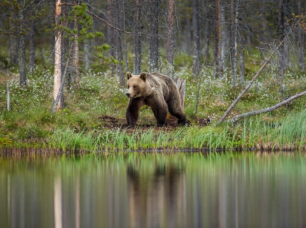 Oso cerca de un lago del bosque con una reflexión sobre un hermoso fondo de bosque