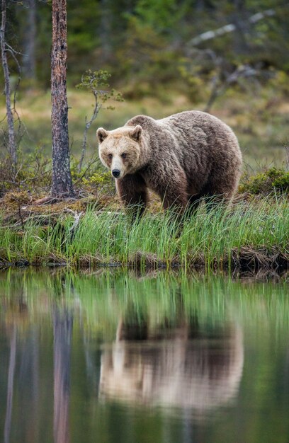 Oso cerca de un lago del bosque con una reflexión sobre un hermoso fondo de bosque