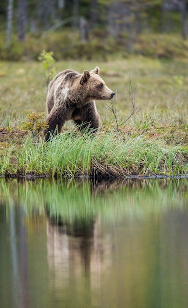 Foto oso cerca de un lago del bosque con una reflexión sobre un hermoso fondo de bosque