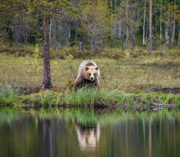 Oso cerca de un lago del bosque con una reflexión sobre un hermoso fondo de bosque