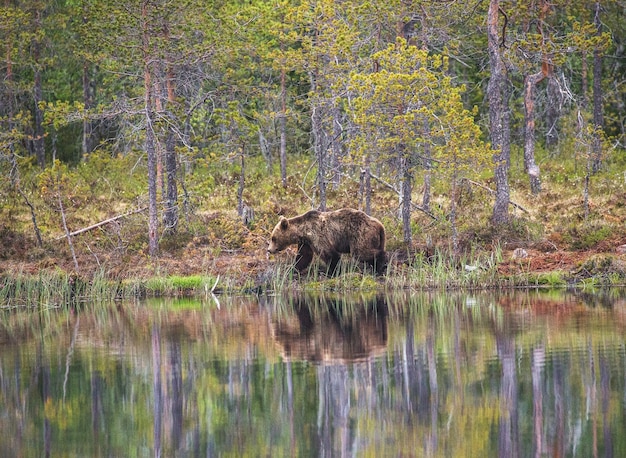 Oso cerca de un lago del bosque con una reflexión sobre un hermoso fondo de bosque