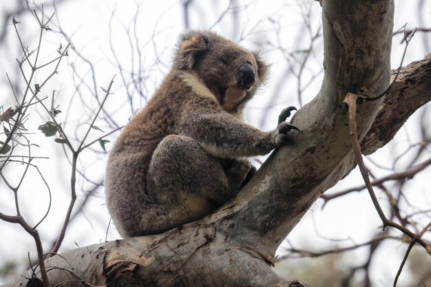 Un oso coala peludo durmiendo en una rama cerca de Melbourne, Australia