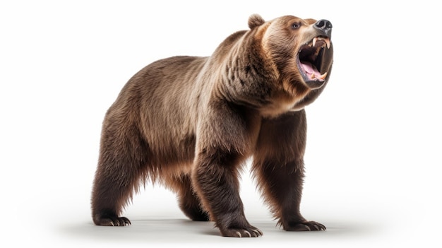 Foto oso de cuerpo entero sobre fondo blanco