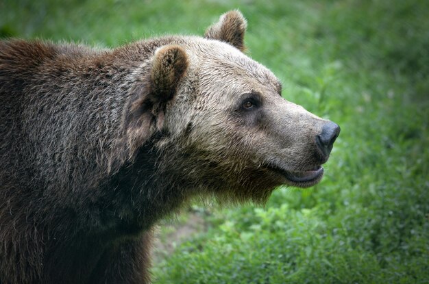 Foto el oso en el desmonte del bosque