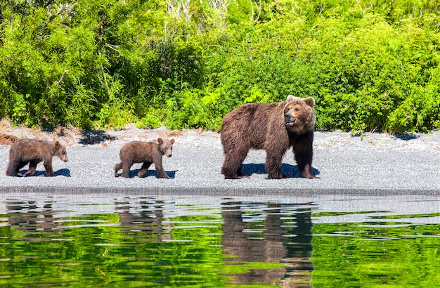 Oso con dos cachorros