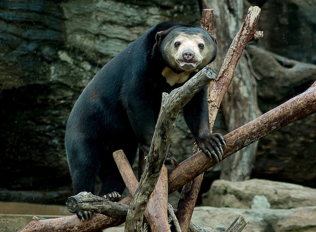 El oso está en un palo en un zoológico.