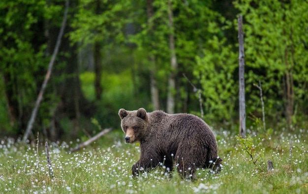 Un oso en el fondo del bosque entre flores blancas