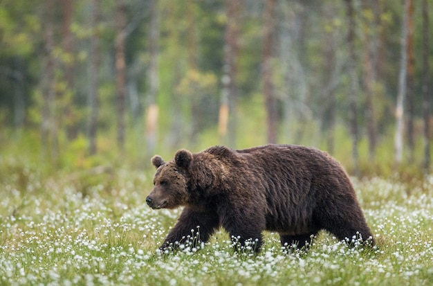 Un oso en el fondo del bosque entre flores blancas