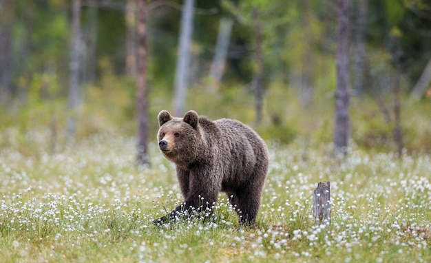 Un oso en el fondo del bosque entre flores blancas