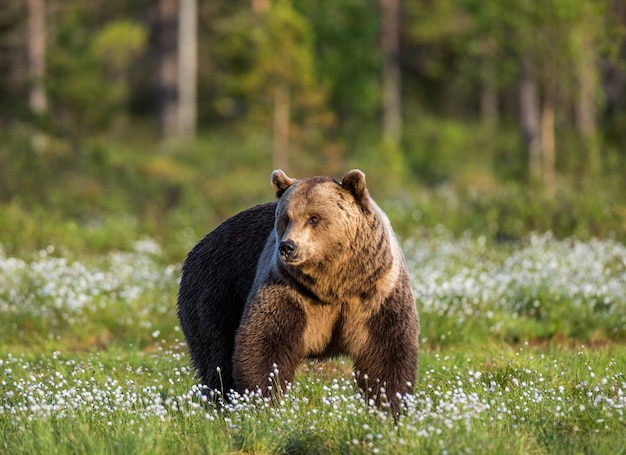 Un oso en el fondo del bosque entre flores blancas