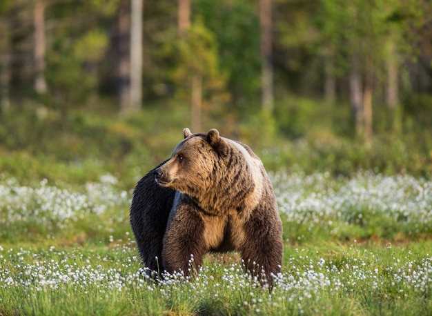 Foto un oso en el fondo del bosque entre flores blancas