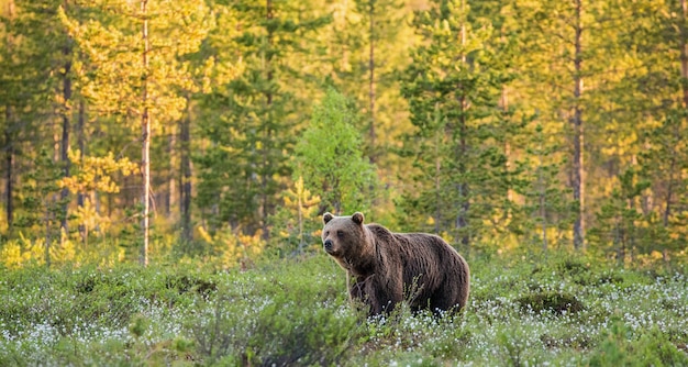 Un oso en el fondo de un hermoso bosque.