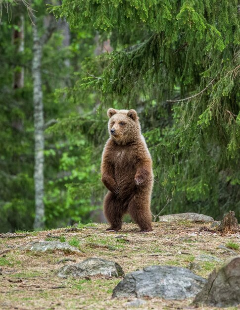 Un oso en el fondo de un hermoso bosque.