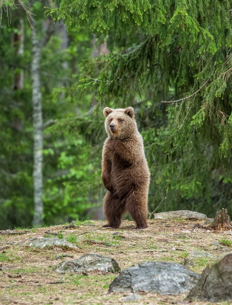 Un oso en el fondo de un hermoso bosque.