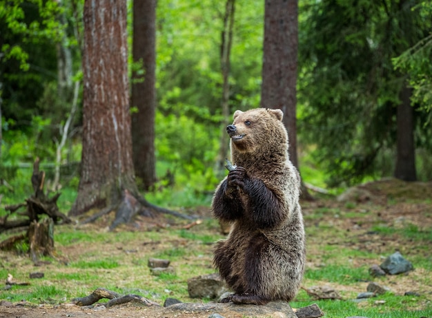 Un oso en el fondo de un hermoso bosque.