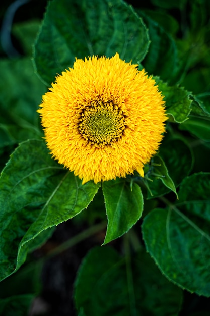 Oso de girasol en hojas verdes. Gorra amarilla redonda de flores.