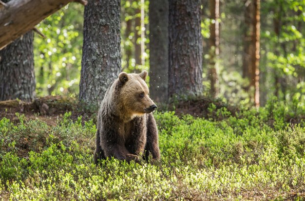 Oso grande entre los árboles en el borde del bosque.