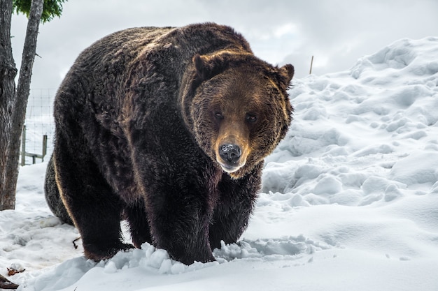 Oso grizzly en Canadá