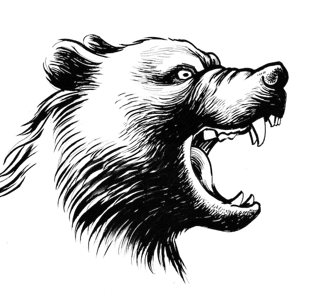 Oso grizzly enojado. Dibujo a tinta en blanco y negro