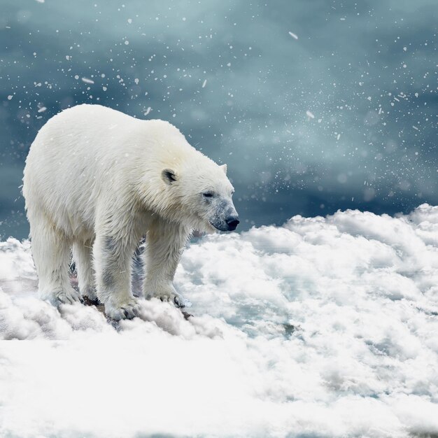 Oso de hielo imagen depredador de nieve invierno