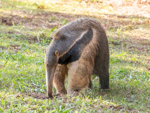 Oso hormiguero, lindo animal de Brasil. Oso hormiguero gigante, Myrmecophaga tridactyla, animal con cola larga y nariz de hocico de registro