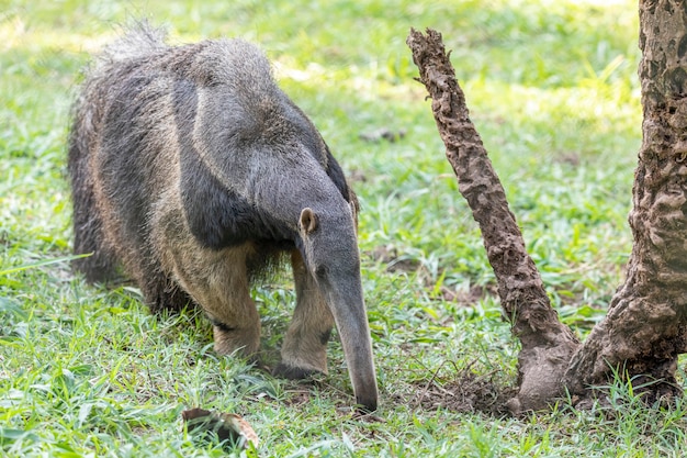 Oso hormiguero, lindo animal de Brasil. Oso hormiguero gigante, Myrmecophaga tridactyla, animal con cola larga y nariz de hocico de registro