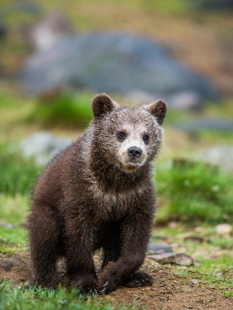 Oso joven en un bosque entre los árboles