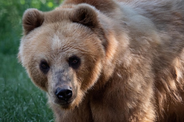 Oso de Kamchatka en la hierba Ursus arctos beringianus