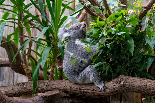 Oso koala en bosque