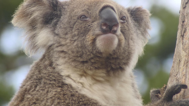 Un oso koala se ve en un árbol