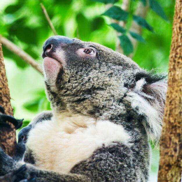 oso koala en el zoológico