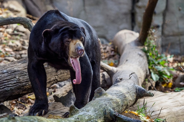 Oso malayo también conocido como oso malasio Helarctos malayanus mostrando su lengua