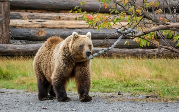 El oso marrón de Kamchatka en una cadena