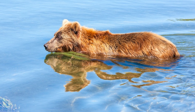 Oso marrón de Kamchatka