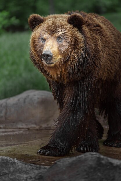 Foto el oso marrón de kamchatka