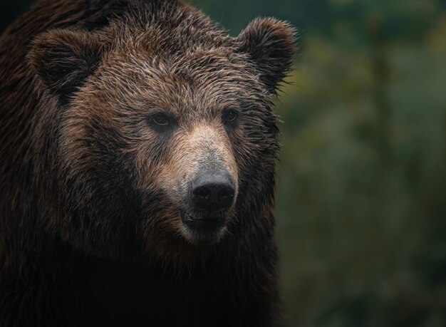 Foto el oso marrón de kamchatka